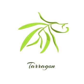 Tarragon herb. Vector illustration. Tarragon herb or Artemisia dracunculus. Vector illustration