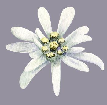 Edelweiss flower. Handmade watercolor painting illustration on white background.. Edelweiss flower. Handmade watercolor painting illustration on white background. beautiful realistic hand drawn. Alpine star. swiss symbol. For decoration, prints, advertising, logo, posters, design