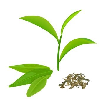 Green tea leaves and twig, fermented tea, isolated on white background. Green tea leaves and twig, fermented tea, isolated on white background. Side view. Close up. Vector illustration. For cooking, food design, cosmetics, medicine, health care, ointments perfumery tags