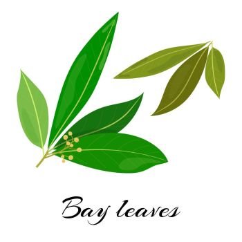 Raw and dried bay leaves. Colored vector. Raw and dried bay leaves. Latin - Laurus nobilis. True laurel branch. Colored vector illustration
