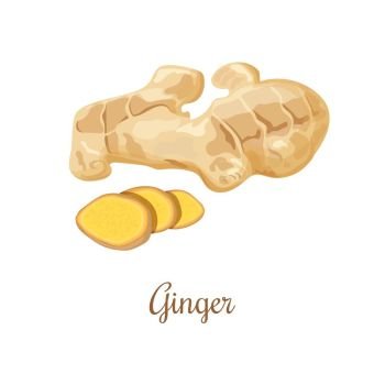 Fresh ginger and slices illustration. Ginger root with slices. Isolated on white background. Vector illustration. For food design, cosmetics, restaurant, store, market, natural health care products. Can be used as logo, price tag, label