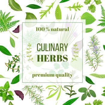 Cooking herbs seamless pattern vector set. Cooking herbs seamless pattern vector banner set. Popular culinary herbs. Design for cosmetics, store, market, natural health care products. Can be used as logo, label, web, textile, emblem