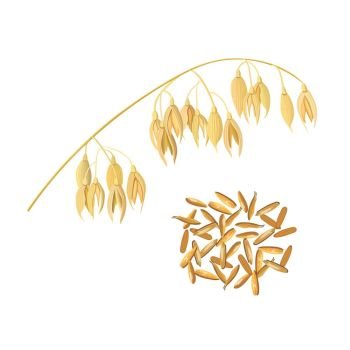 Oat ears of grain and bran. Golden spike and corn. Oat ears of grain and bran isolated on white background. Golden spike. Side view. Close up. Vector illustration. For cooking, food design, cosmetics, diet, medicine, health care, ointments, perfumery