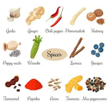 Icon big set of popular culinary spices. Big set of culinary spices. Isolated vector illustration. Poppy seeds, juniper, turmeric, mixed peppercorns, Horseradish, ginger, chili pepper, garlic nutmeg anise licorice wasabi tamarind