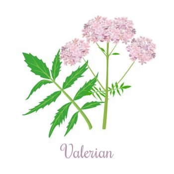 Valerian herb or Caprifoliaceae plant and flowers. Valerian or Caprifoliaceae herb and flowers. vector illustration. Design for herbal tea, natural cosmetics, health care products, aromatherapy, homeopathy. For print, poster, logo, price tag label
