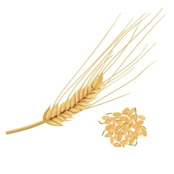 Wheat germ, the nutritious wheat kernel. isolated. Germinated grains. Wheat germ, the highly nutritious wheat kernel. isolated. Sprouted wheat germ in ceramic plate. Germinated grains. Vector. For cooking, cosmetics, diet, medicine, health care, ointments food design