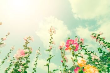 Pink flowers on field with blue sky. Vintage filtered. Nature background.