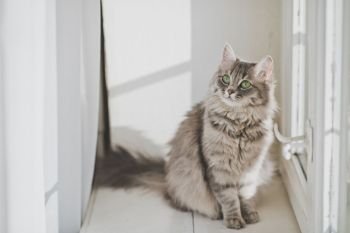 Cat looks up.. The Siberian cat breed is sitting on a white windowsill 1164.. The Siberian cat breed is sitting on a white windowsill 1164.