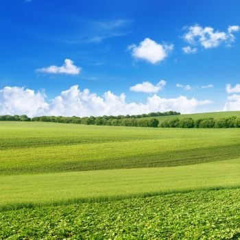 Picturesque spring field from different agricultural crops