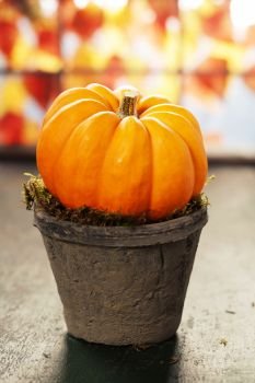 Tiny pumpkins in flower pots on old table