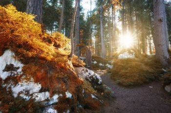 Autumn color sunny woodland
