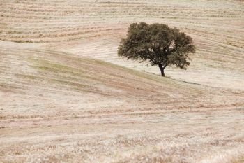 Tree at the hill. Countryside rural field landscape