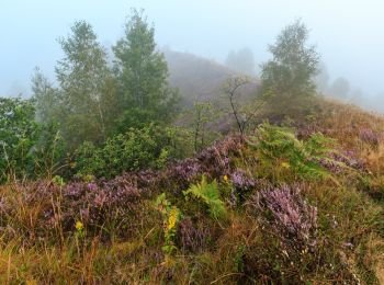 Early misty morning dew drops on wild mountain grassy hill with wild lilac heather flowers and spider web.