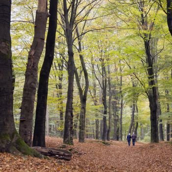 elderly couple walks in autumnal beech forest in the netherlands on utrechtse heuvelrug 