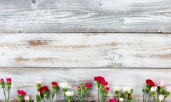 Colorful carnations forming bottom border on white weathered wooden boards 