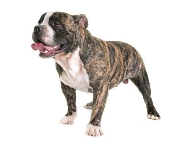 american bully in front of white background