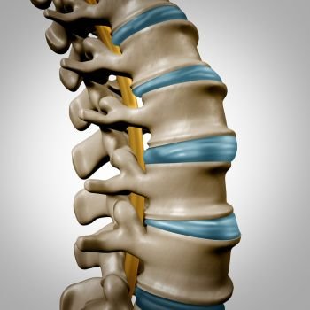 Human spine anatomy section and spinal concept as medical health care body symbol with the skeletal bone structure and intervertebral discs closeup as a 3D illustration.
