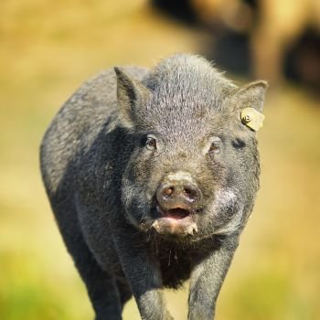 portrait of vietnamese pig near the farm, out of focus background ( Sus scrofa )