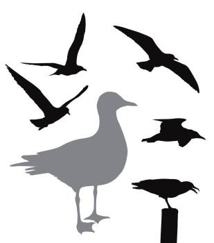 Vector seagull collection. Vector silhouettes set. Seagull EPS 8