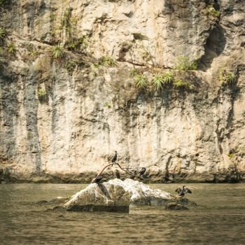 Birds In River Of Sumidero Canyon Mexico. Birds sunbathing on rock in the Grijalva River of Sumidero Canyon Chiapas Mexico