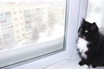 Beautiful black cat looking out window behind which snowy winter. Snow fell outside window. Beautiful black cat looking out the window behind which snowy winter. Snow fell outside the window. It’s better to be at home. Bed weather