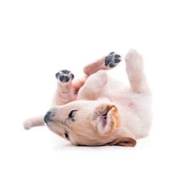Golden Retriever puppy rolling over floor, laying upside down, high key