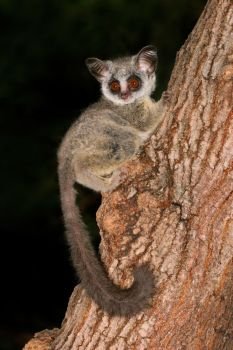 Nocturnal Lesser Bushbaby (Galago moholi) sitting in a tree, South Africa