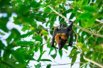 Bat hanging on a tree branch Malayan bat