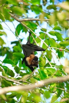 Bat hanging on a tree branch Malayan bat 
