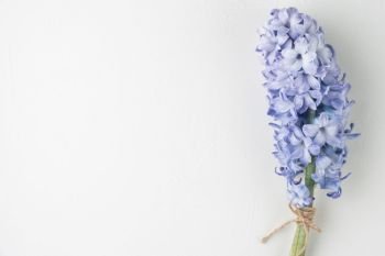 Blue hyacinth flower on white background with copy space