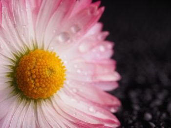 Pink camomile on a dark background
