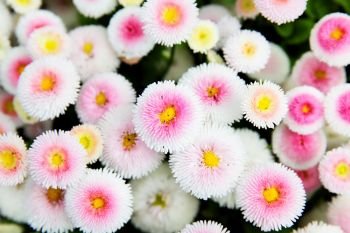 Colorful daisies (Bellis perennis) in a garden. Shallow DOF!