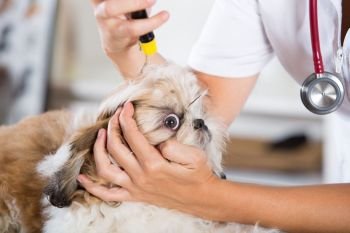 Veterinarian conducting a review with your dog Shih Tzu