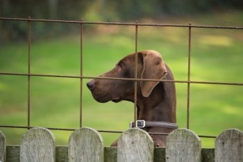 German Shorthaired Pointer female, looking over a fence