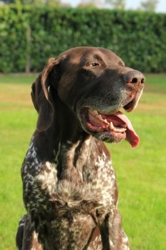 German Shorthaired Pointer male, six years old