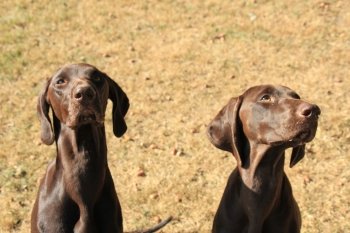 German Shorthaired Pointer sisters, 13 months old