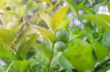 Lime tree with fruits . Lime green tree hanging from the branches of it