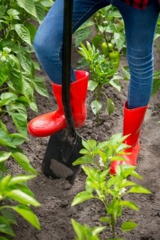 Closeup photo of feet in red rubber boots on black metal shovel at garden
