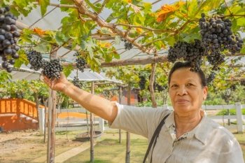 Asian Thai senior woman with grapes in a vineyard