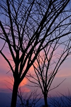 silhouette of tree on sunset