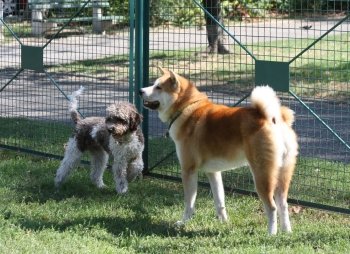 Lagotto Romagnolo and Akita Inu playing  in dog park