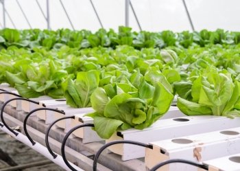 Organic Hydroponic butterhead leaf lettuce vegetables plantation in aquaponics system