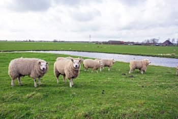 Sheep in the countryside from the Netherlands in spring