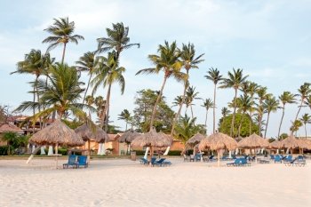 Palm trees, grass umbrellas and beach chairs on the beach at Aruba island