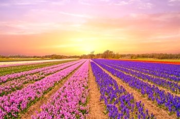 Tulip fields in the Netherlands in spring at sunset