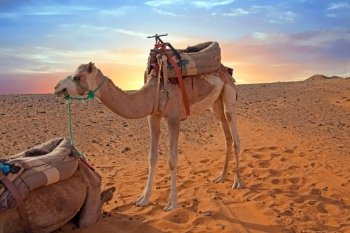 Camel in the Erg Shebbi desert in Morocco