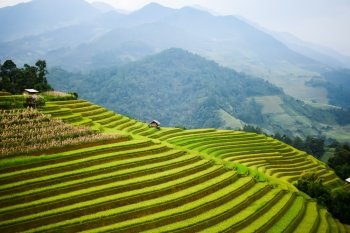 Rice fields on terraced in rainny season at Mu Cang Chai, Yen Bai, Vietnam. Rice fields prepare for transplant at Northwest Vietnam