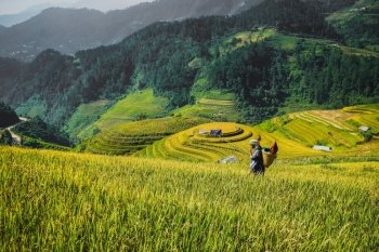 Farmer and on Rice fields terraced of Mu Cang Chai, YenBai, Vietnam;