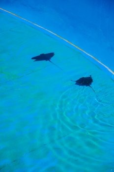 Two stingrays swimming in blue pool. Palma Aquarium, Majorca, Balearic islands, Spain.