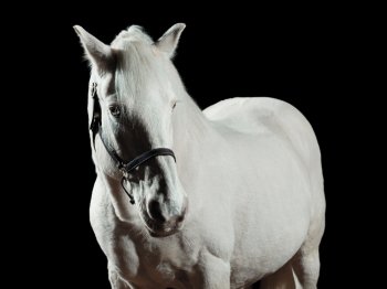 Portrait of a white horse, isolated on black background
